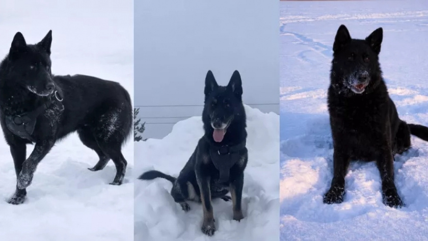    Фото УМВД России по Кировской области