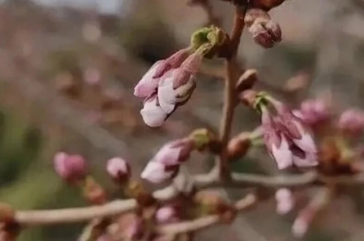    Розовая весна в Ярославле: сакура зацвела раньше срока