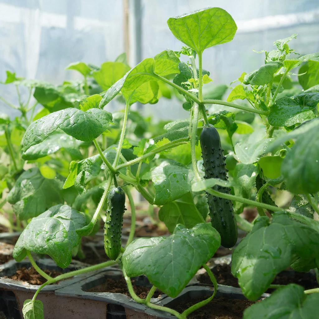 Рассада огурцов в домашних условиях 