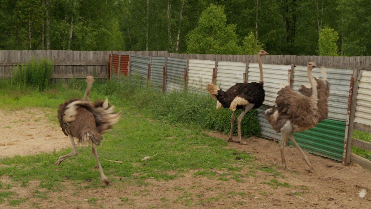 Кадр из проекта "Большой сюрприз"