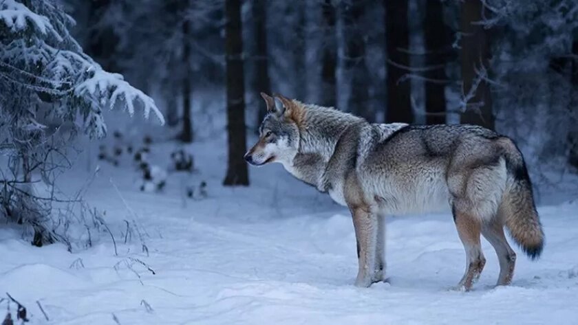    Фото правительства Кировской области