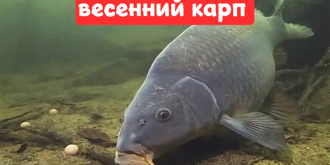 Весеннее пробуждение: Как поймать первого карпа в сезоне