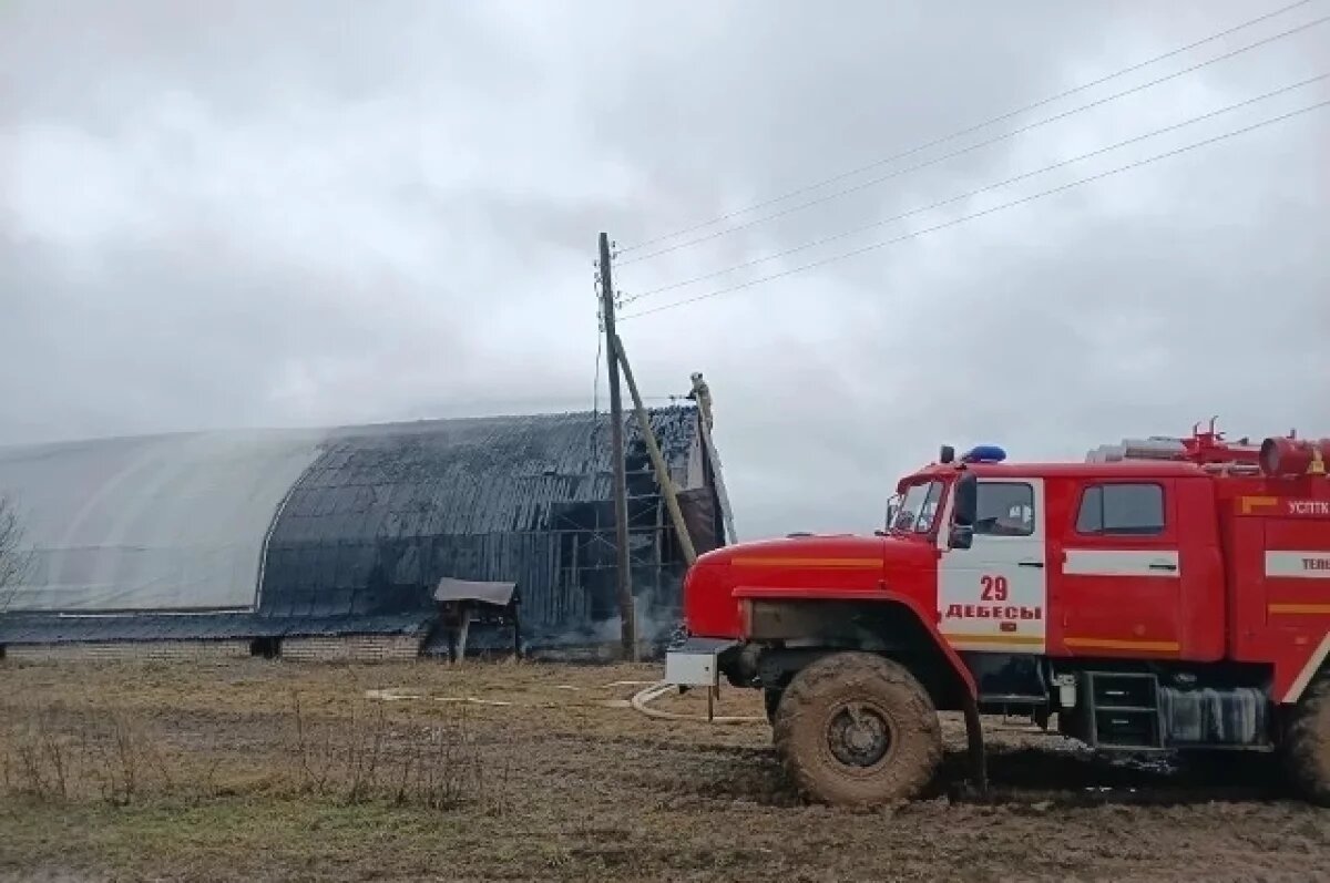    На пожаре на сельхозпредприятий в Удмуртии спасли 46 телят