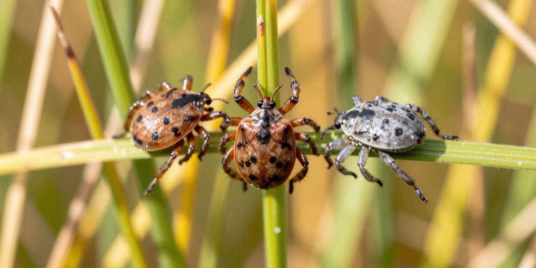 Как защитить своего пушистого друга от внешних паразитов? Весна, солнце, плюсовая температура… и клещи