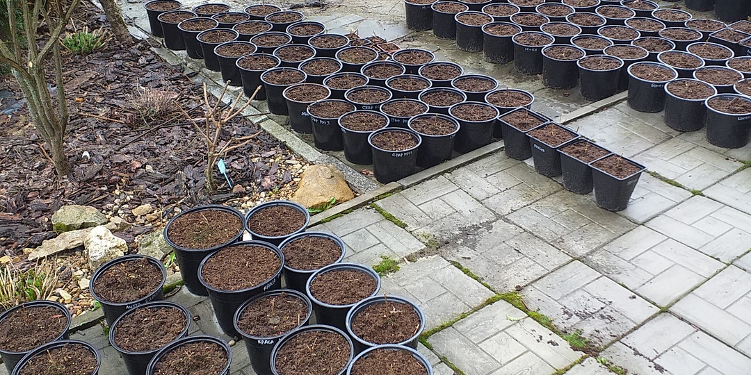 Пересадка р9, подготовка к августу!