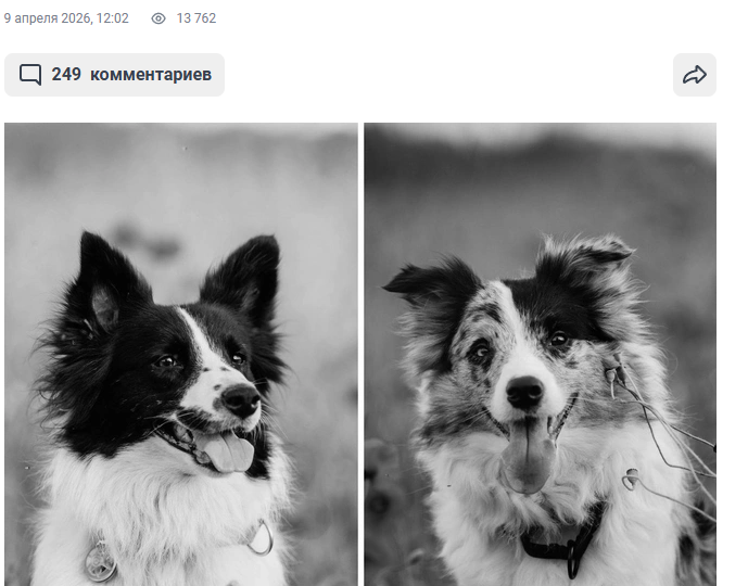 Под Псковом расстреляли поисковых собак отряда "Лиза Алерт". Люди в гневе: "Стрелка найти и наказать!"