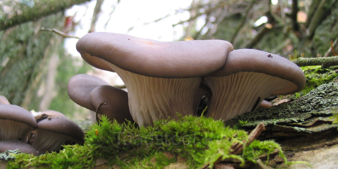 Долой предрассудки! Вёшенки - грибы всесезонные