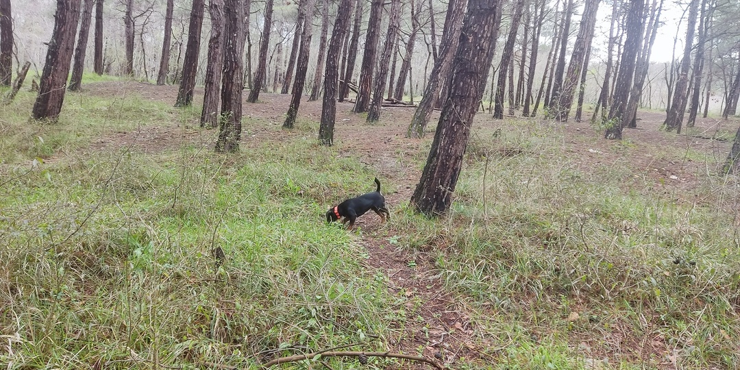 Здоровье ягдтерьера: на что обратить внимание, чтобы не пропустить беду.