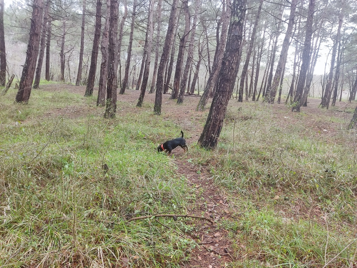 Здоровье ягдтерьера: на что обратить внимание, чтобы не пропустить беду.