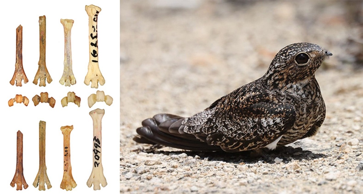    Слева: кости стопы ископаемых кубинских козодоев-сифонорисов Siphonorhis daiquiri Olson, 1985 (Куба, Эль-Аброн; верхний плейстоцен) в сравнении с таковыми современных козодоев. Справа: современный козодой антильский сумеречник Chordeiles gundlachii Lawrence, 1857. Фото П.Ю. Пархаева (ПИН РАН).