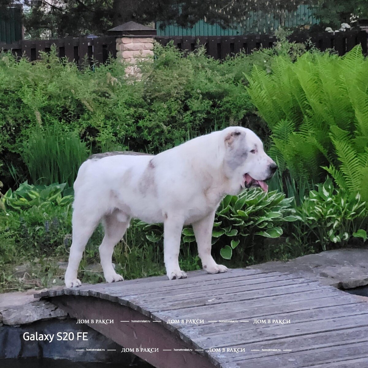 Алабай и мейн-кун в одном питомнике.