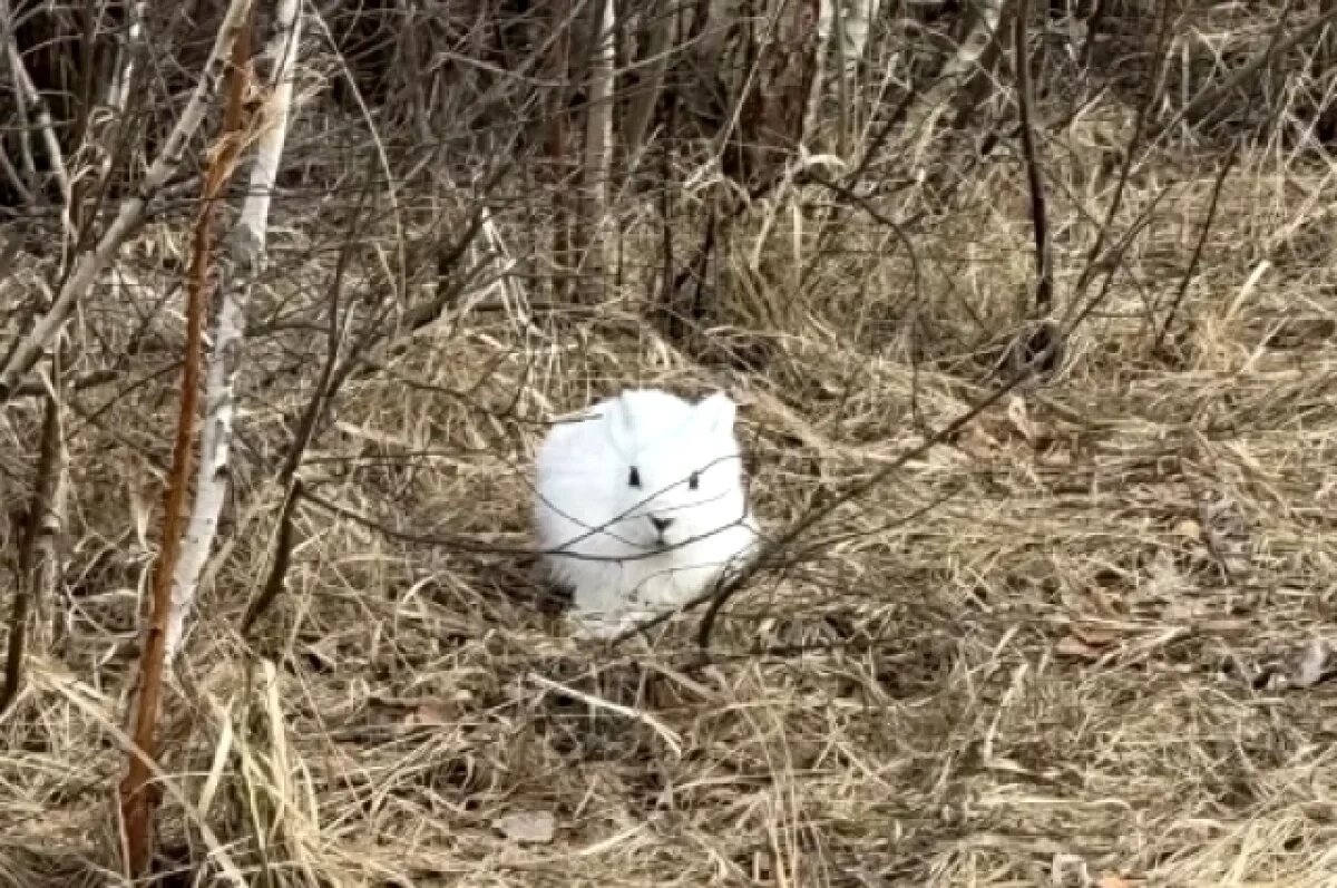    Омские зайцы стали белыми мишенями из-за резкой весны