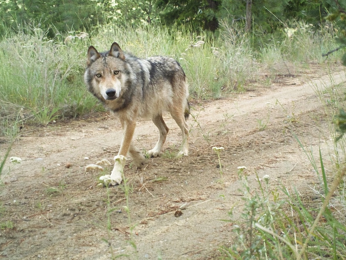 Волк впервые в жизни увидел фотоловушку. Фотография: usfwshq, CC BY 2.0 