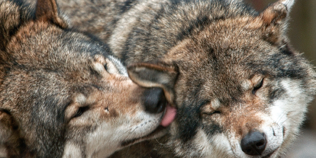 Почему волк Ныкку из России решил сбежать из южнокорейского зоопарка