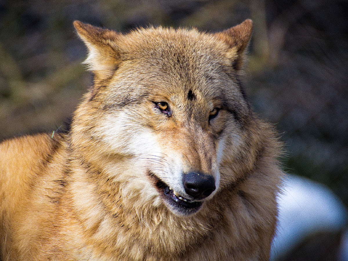 Фотография: oroh, CC BY 2.0