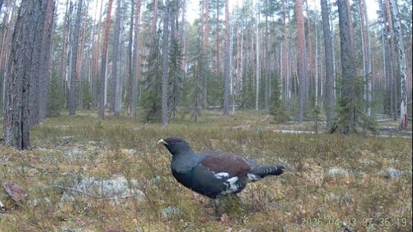    фото: © заповедник «Кивач» / VK / Илья Тимин