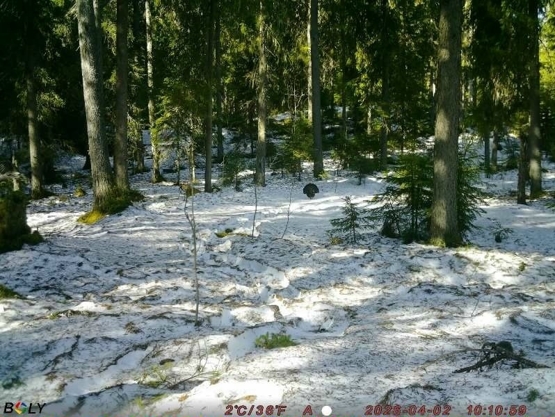    Глухарь попал в объектив фотоловушки в Киваче© заповедник «Кивач» / VK / Илья Тимин