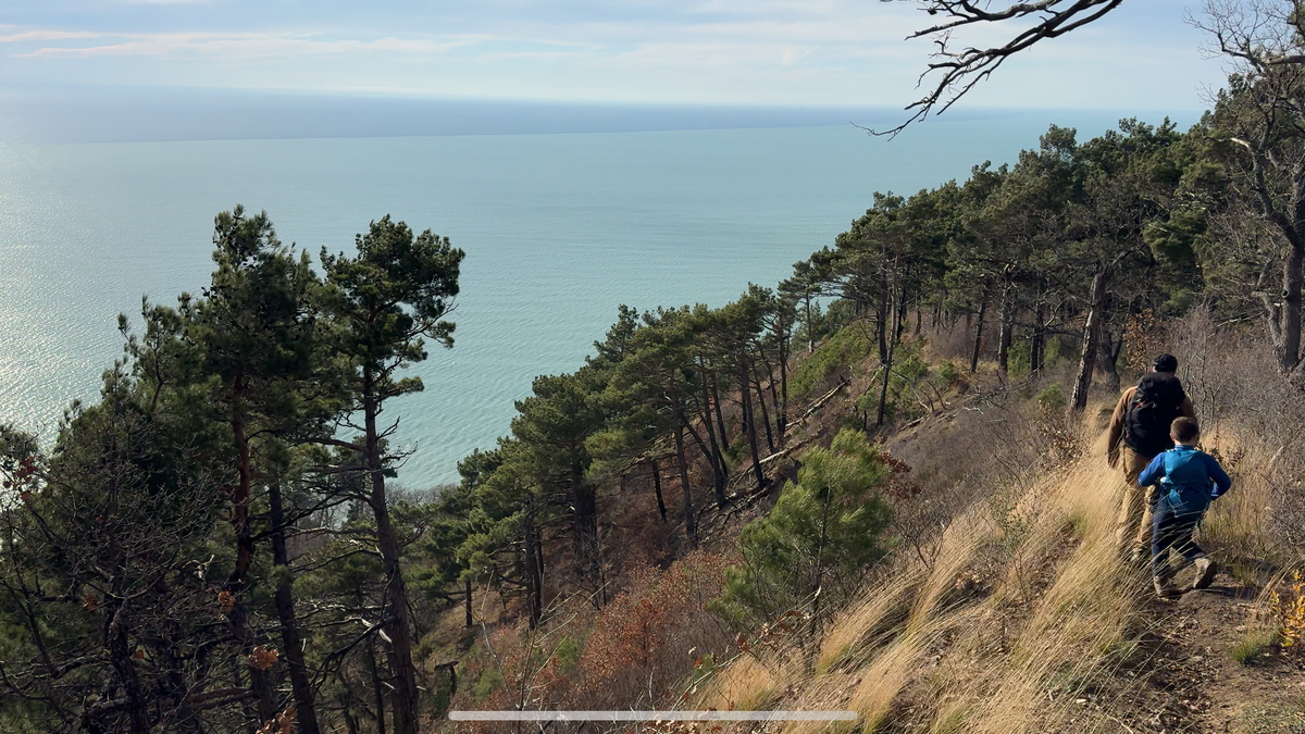 Невероятные пицундские сосны обрамляют лазурное море