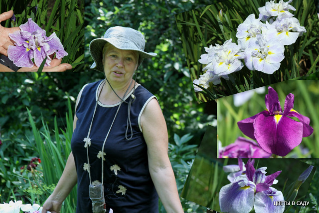 Поэтический блокнот цветоводов. Стихотворный иридарий Каулен Марии Еливеевны