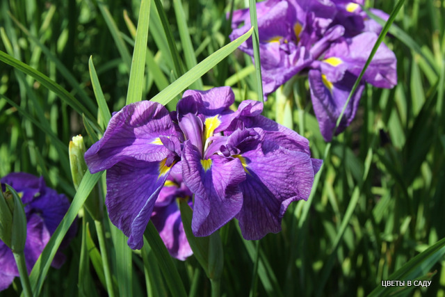 Японские ирисы в саду Каулен Марии Елисеевны