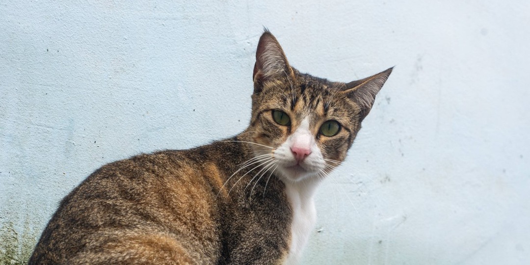 «Дай лапу, друг»: в Красноярске открылись пункты помощи бездомным животным