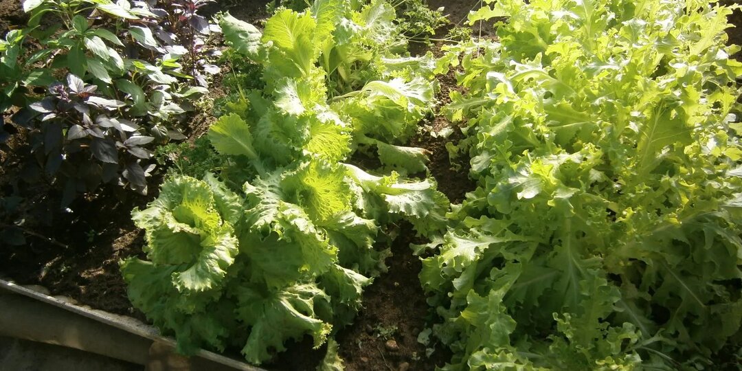 Пикантная зеленушка! И море витаминов!