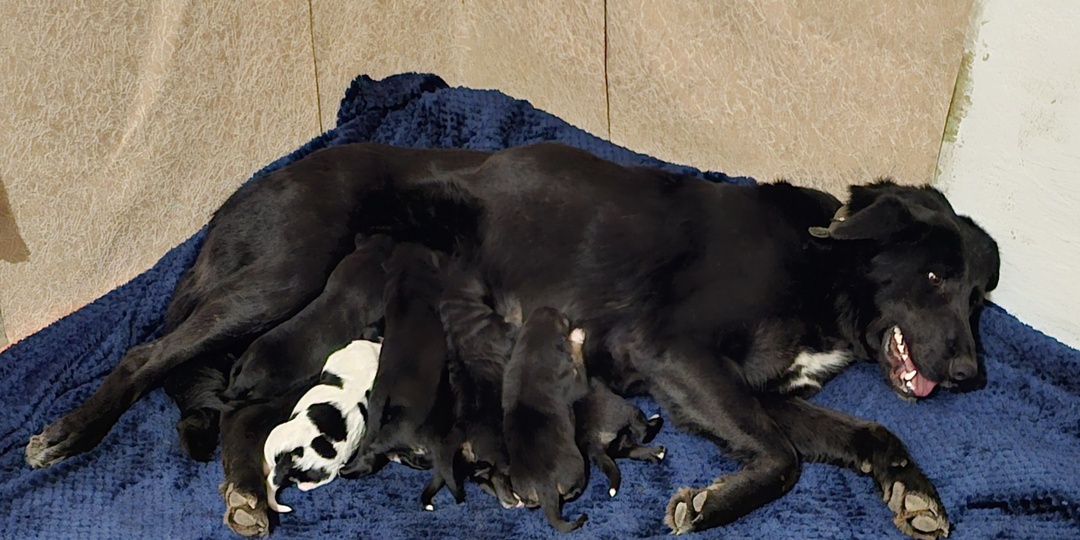 Помогите. Спасти. Помогите спасти приют.