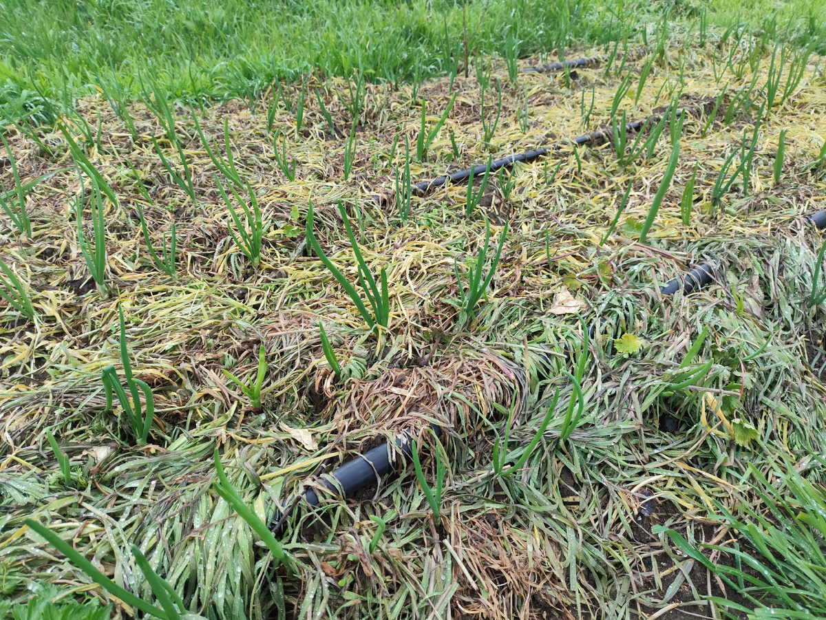 Лук стало видно )))