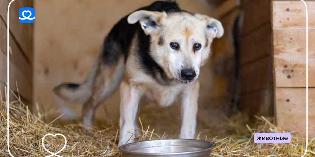 Добрые дела к Светлой Пасхе: накормим Чаки и десятки других собак в приюте