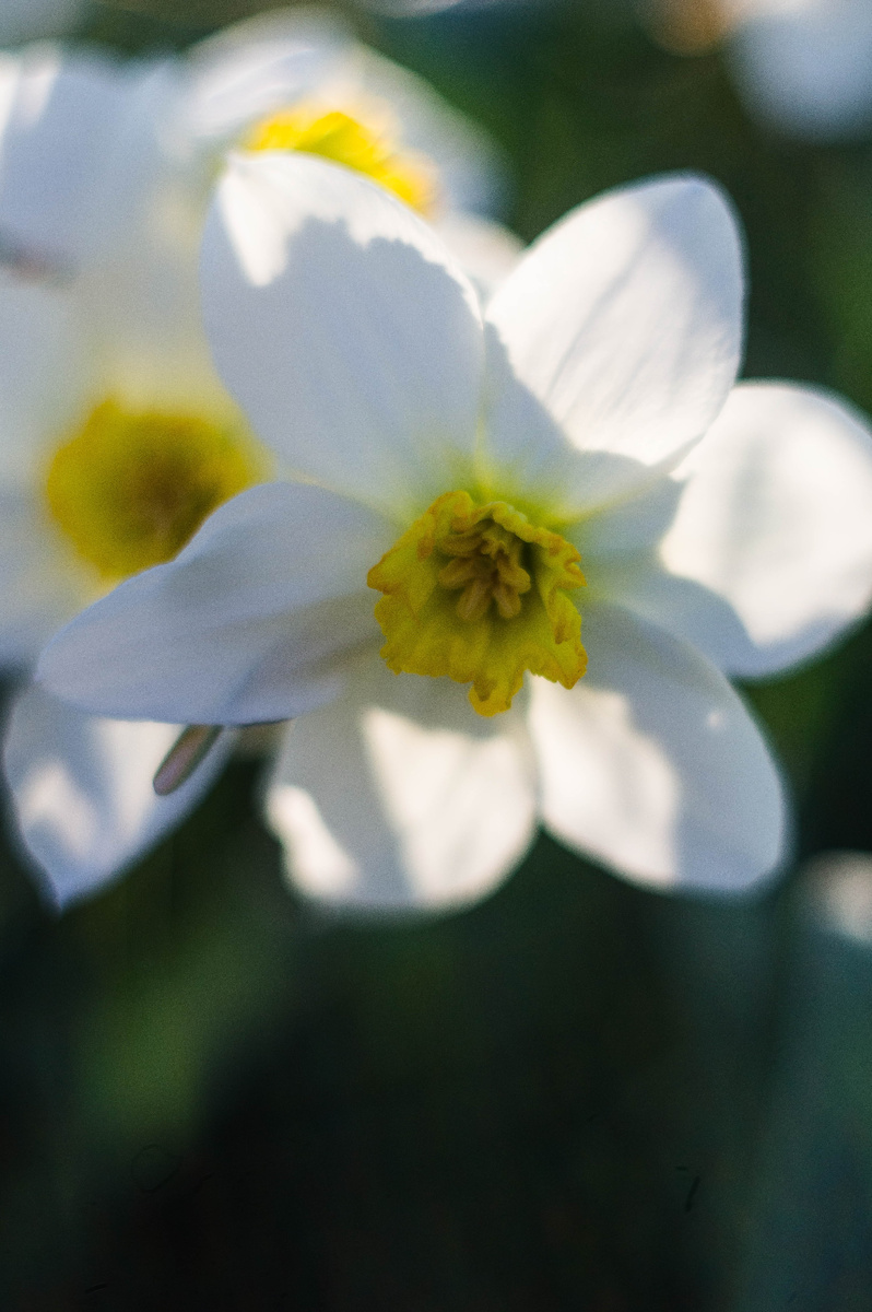 Нарцисс. Весна. Автор Андрей Батуркин.