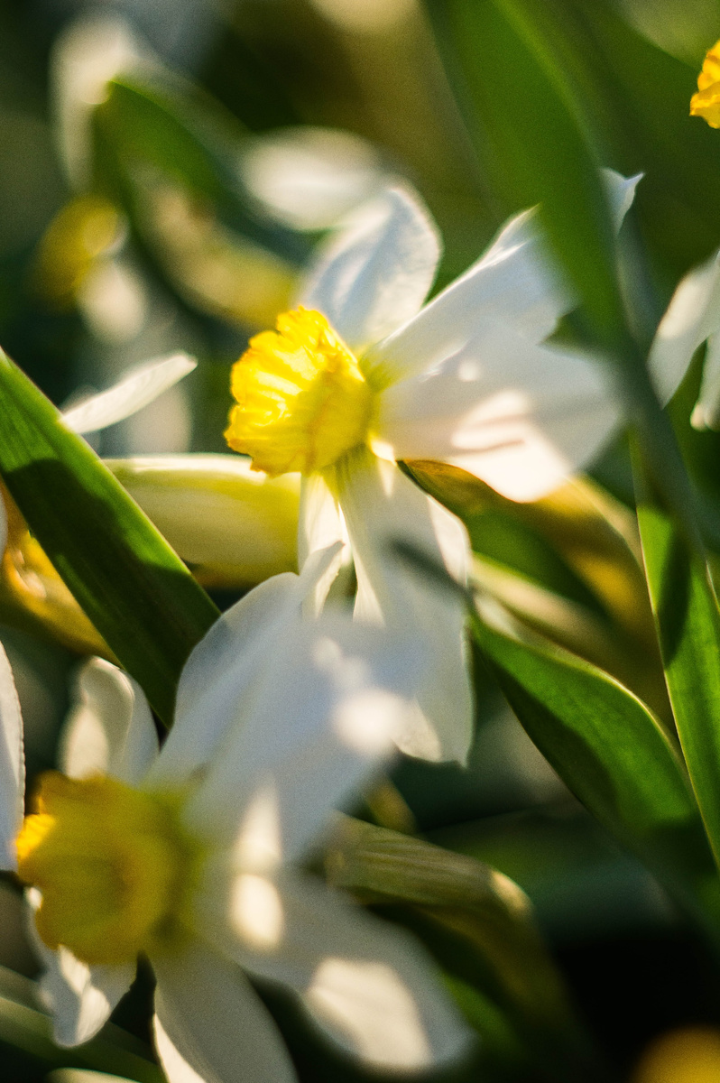 Нарцисс. Весна. Автор Андрей Батуркин.