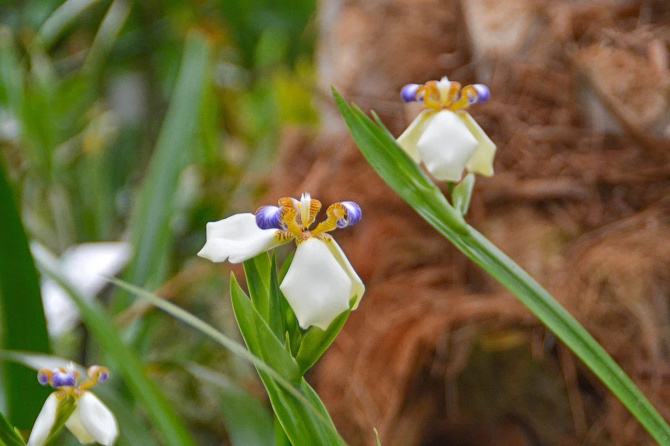 Фото: Полярно-альпийский ботанический сад-институт