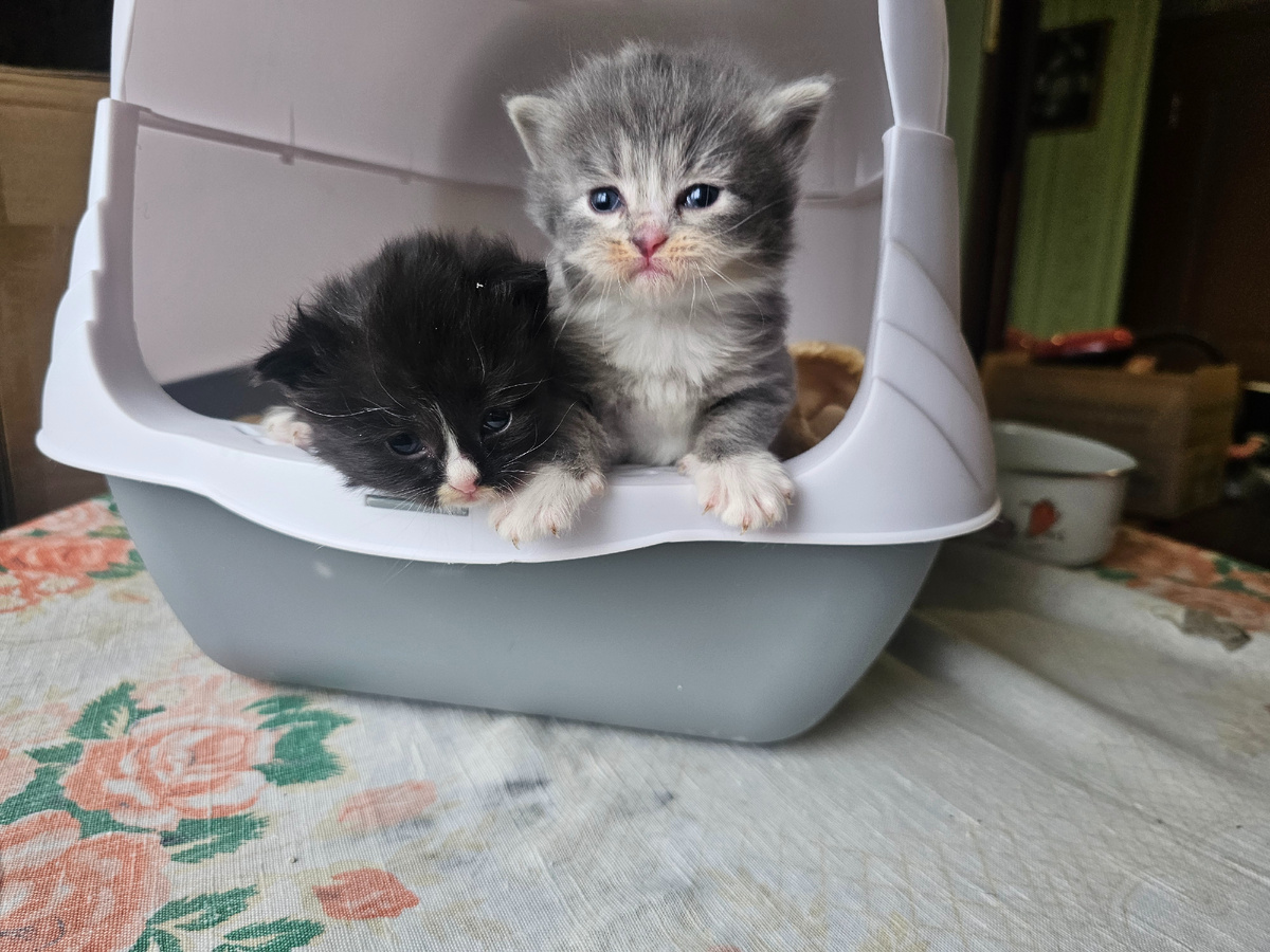 Фото автора. Еще пару дней назад они были бомжиками.