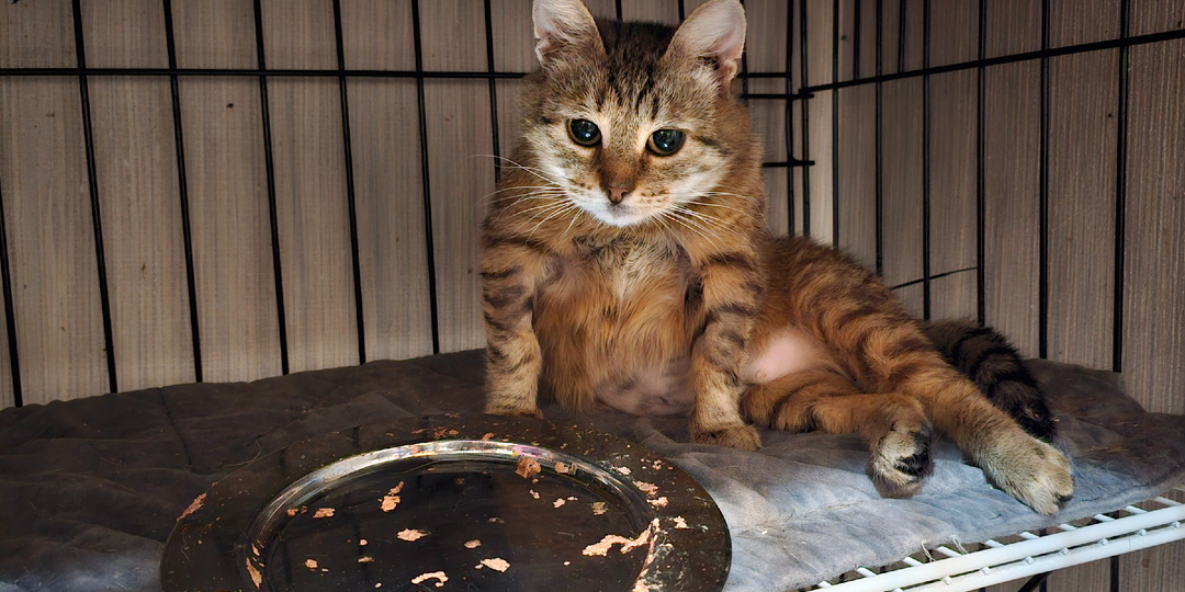 Завтра уже нечего кушать.