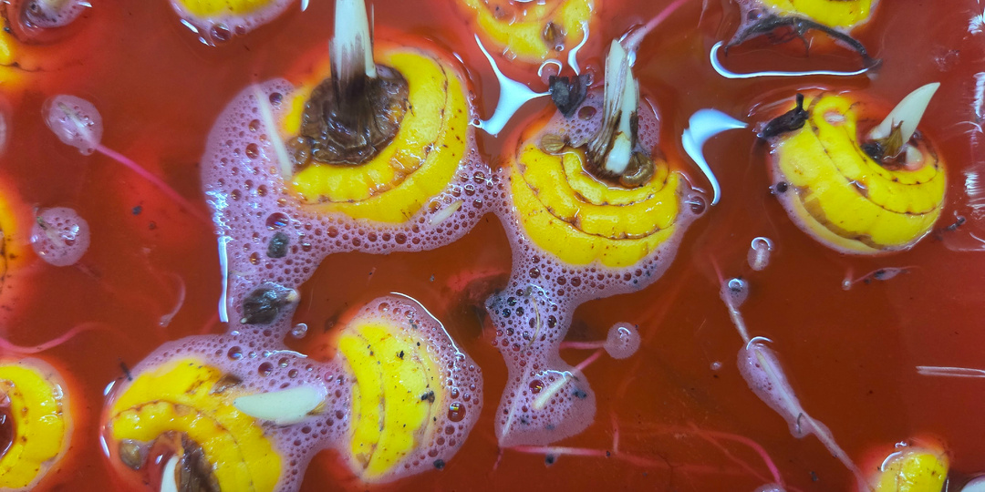 Гладиолусы после зимовки: моя система подготовки к посадке для шикарного цветения