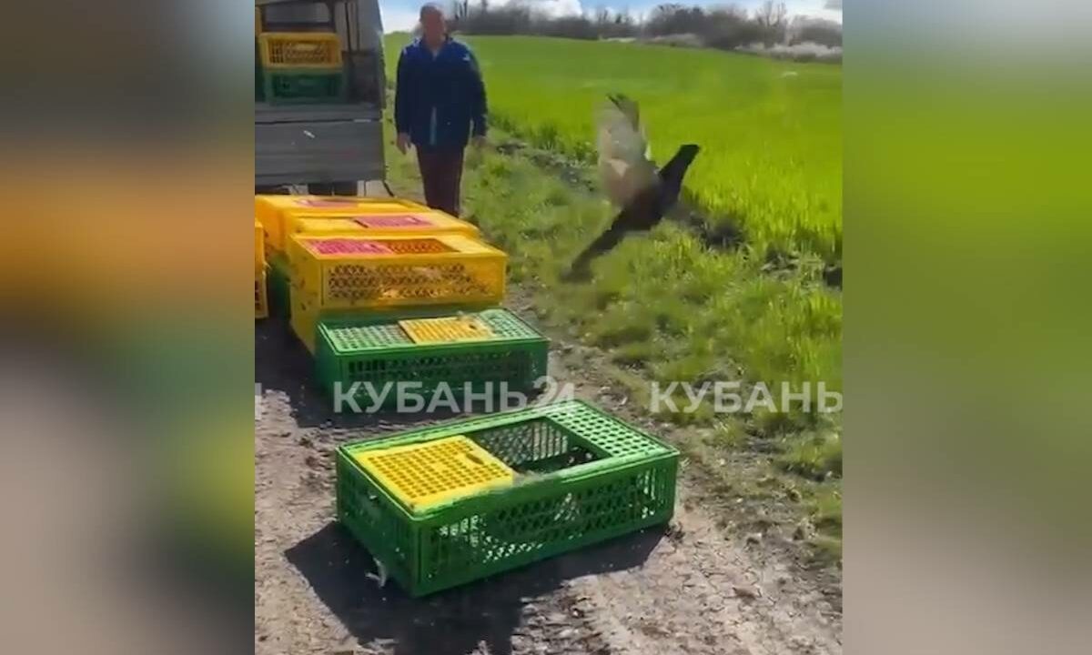    Фото "Кубань 24"