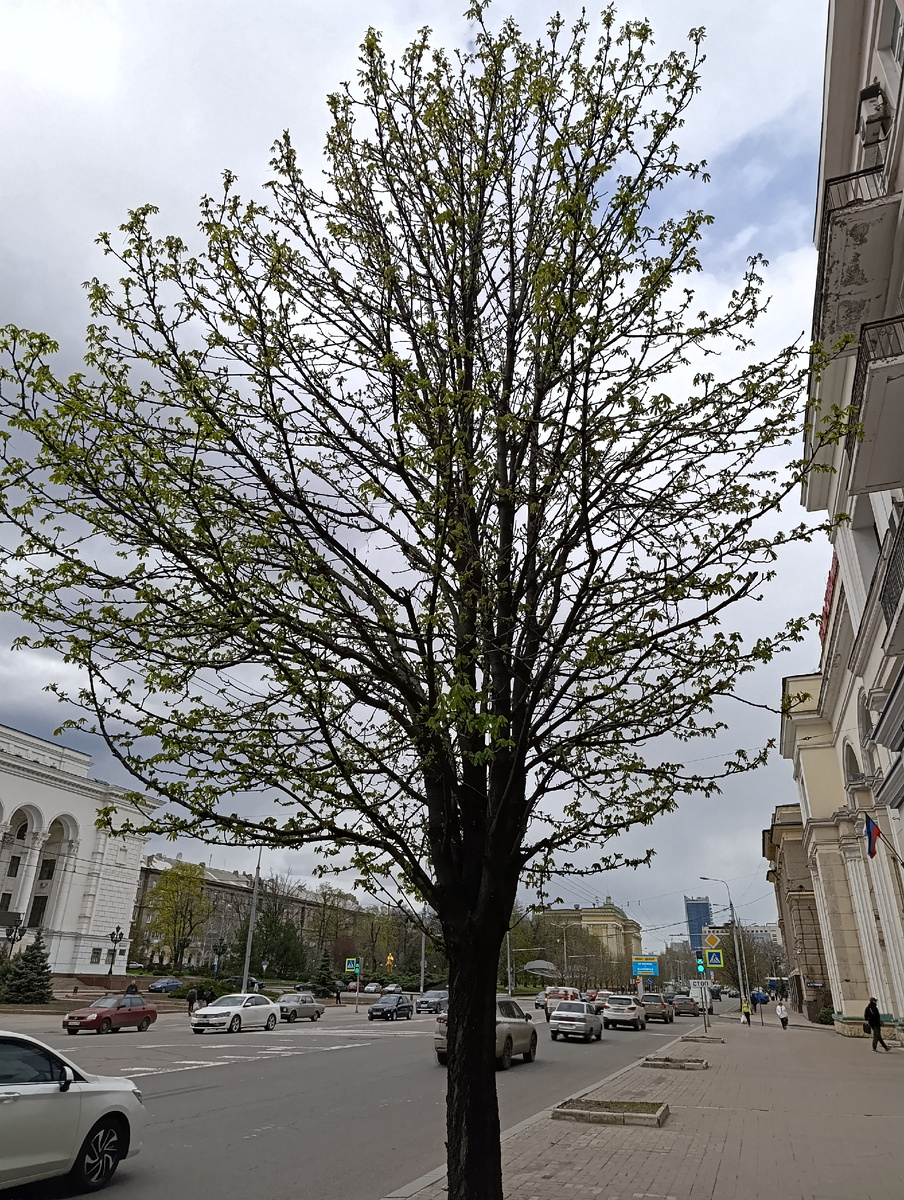 Распускающийся каштан на улице Артёма.