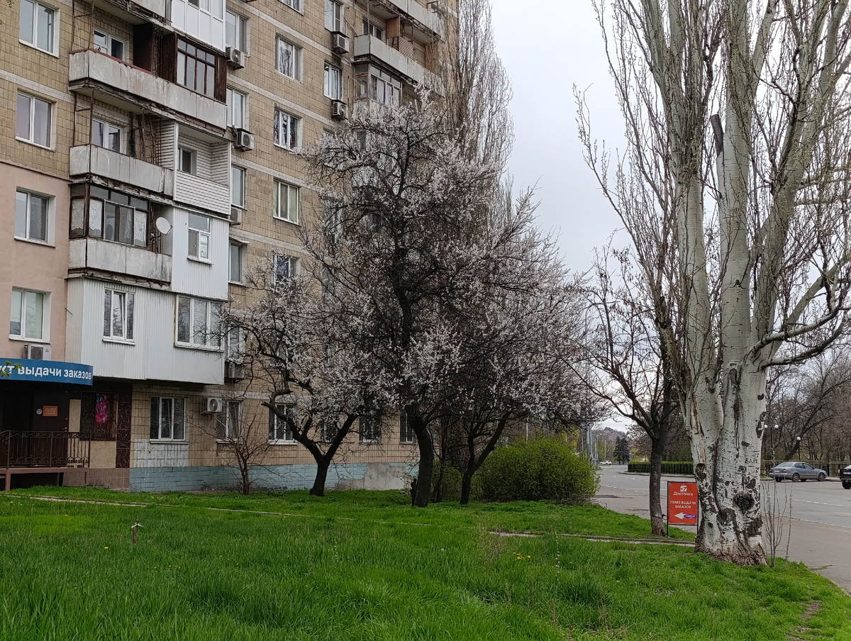 Цветение вишни (или абрикосы?) на Набережной Кальмиуса.