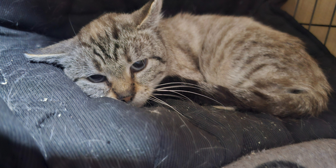 Помогите. Помогите спасти.