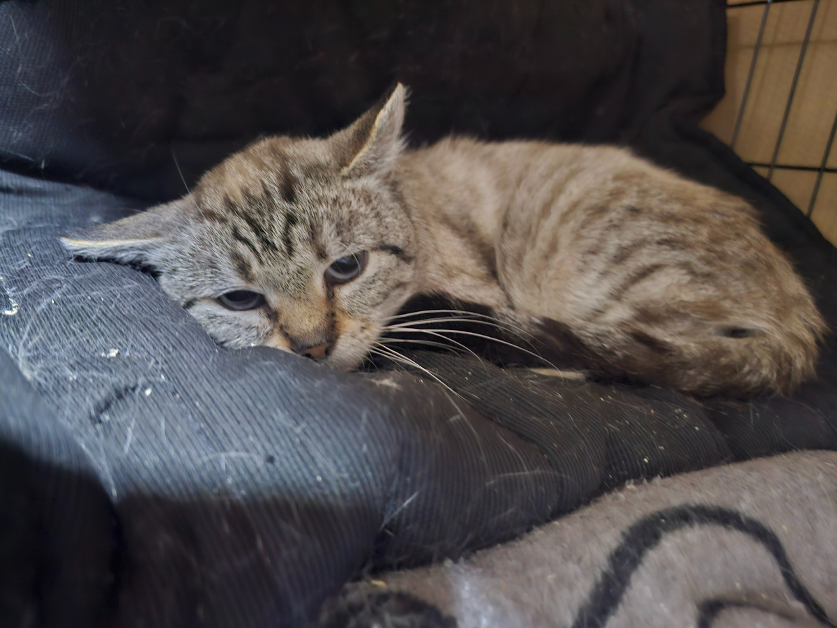 Фото автора. КотЬ болеющий фип и диабетом. Он тааак хочет жить.