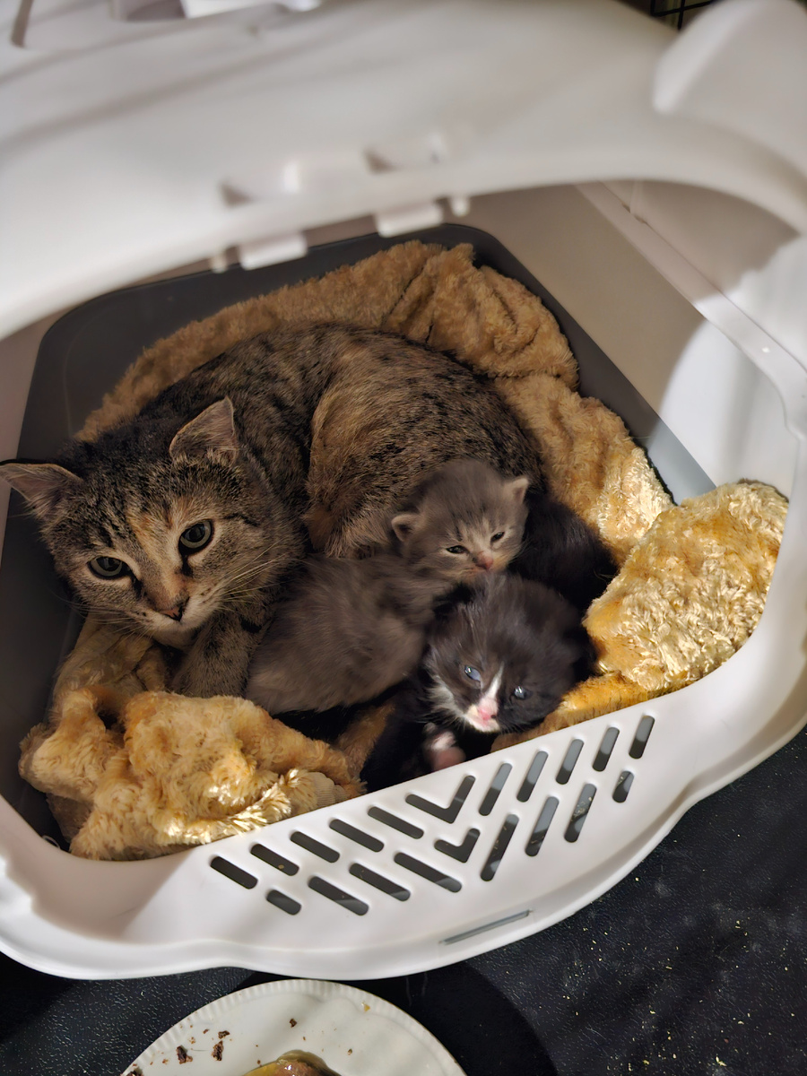 Фото автора. Новые жильцы.