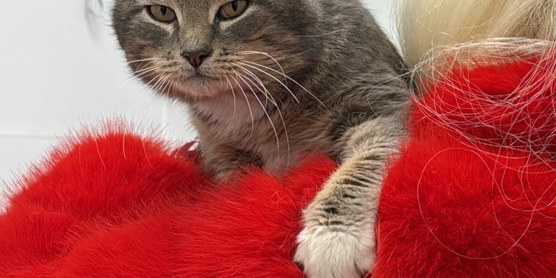 "Абьюзер": фронтовой котик Витюшка оказался третьим лишним в новом доме