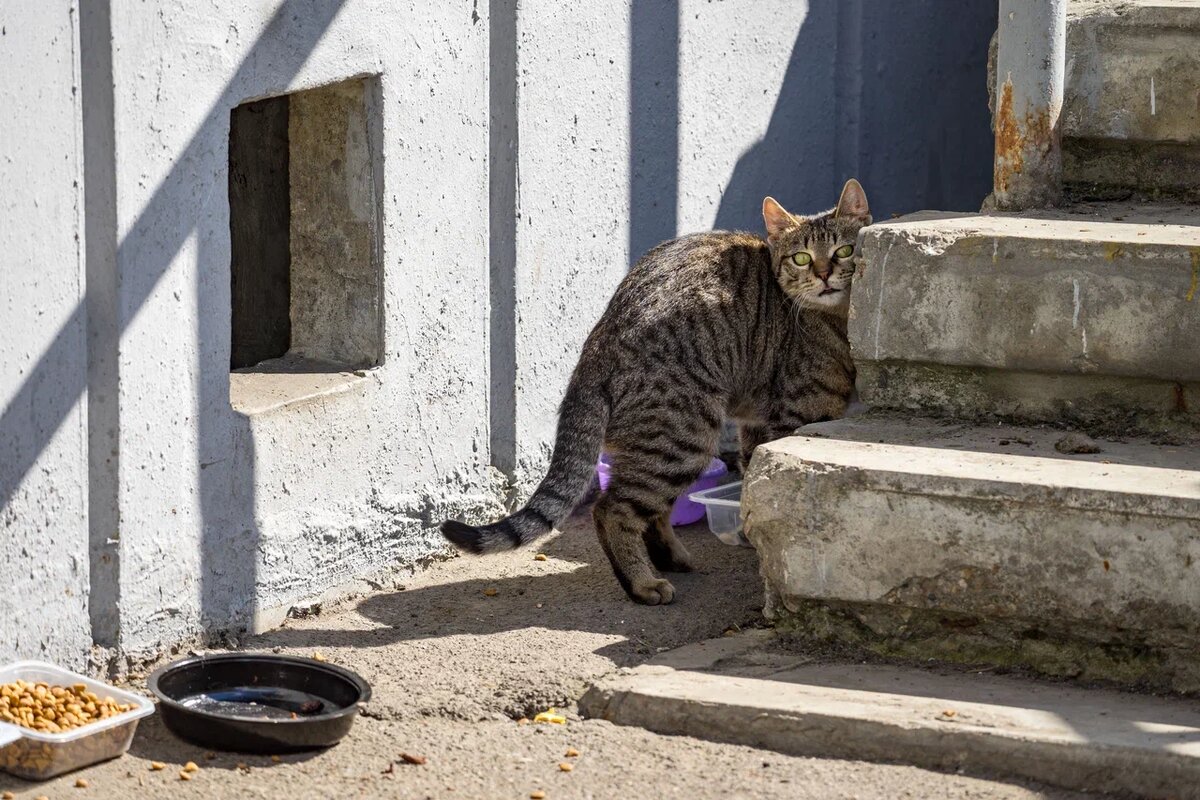 Домашняя невакцинированная кошка на улице — лакомый кусочек для бактериальных и вирусных инфекций. Фото: Александр Плонский / "Питомцы".