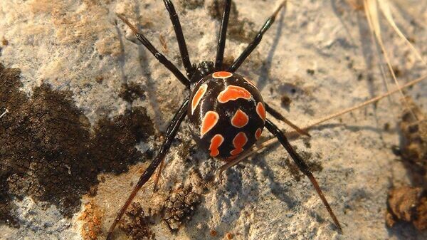    © Фото: Wikipedia