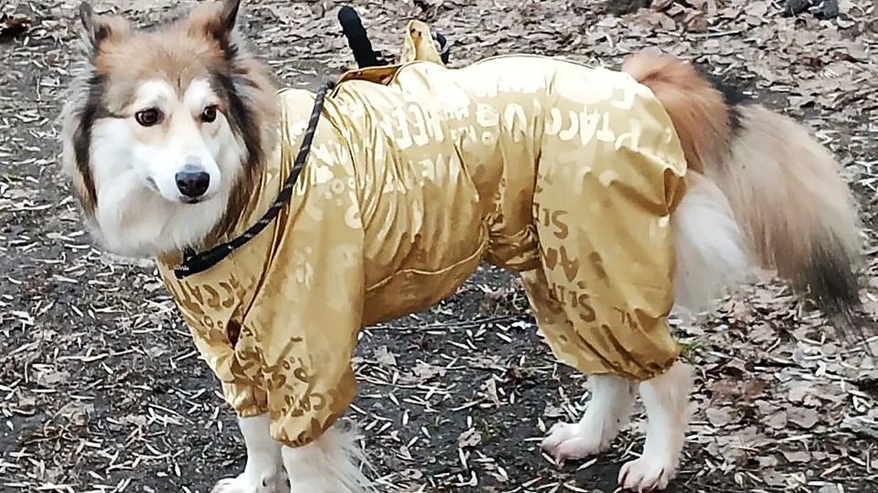 🐾 Из мешка — в объятия любви: история невероятной Риги 🐕