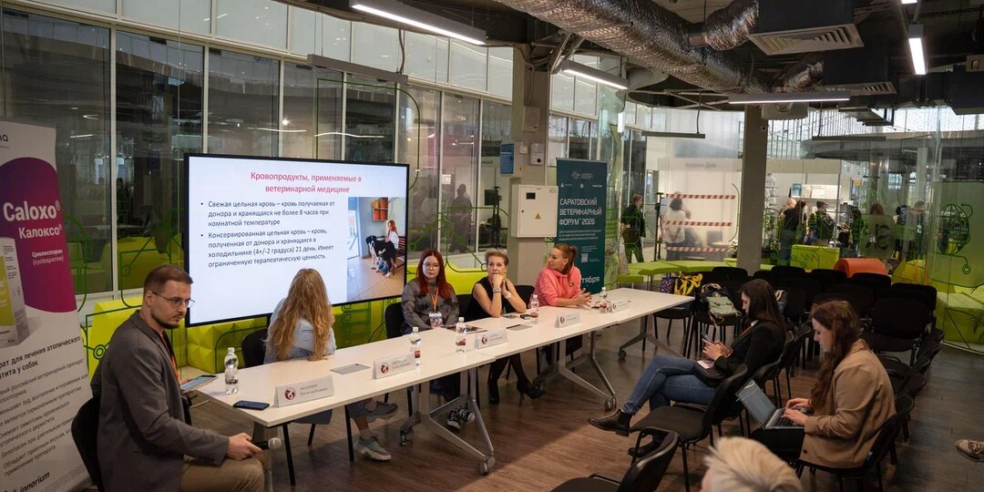 Платное донорство крови животных: почему быстрые деньги могут стоить жизни питомцу