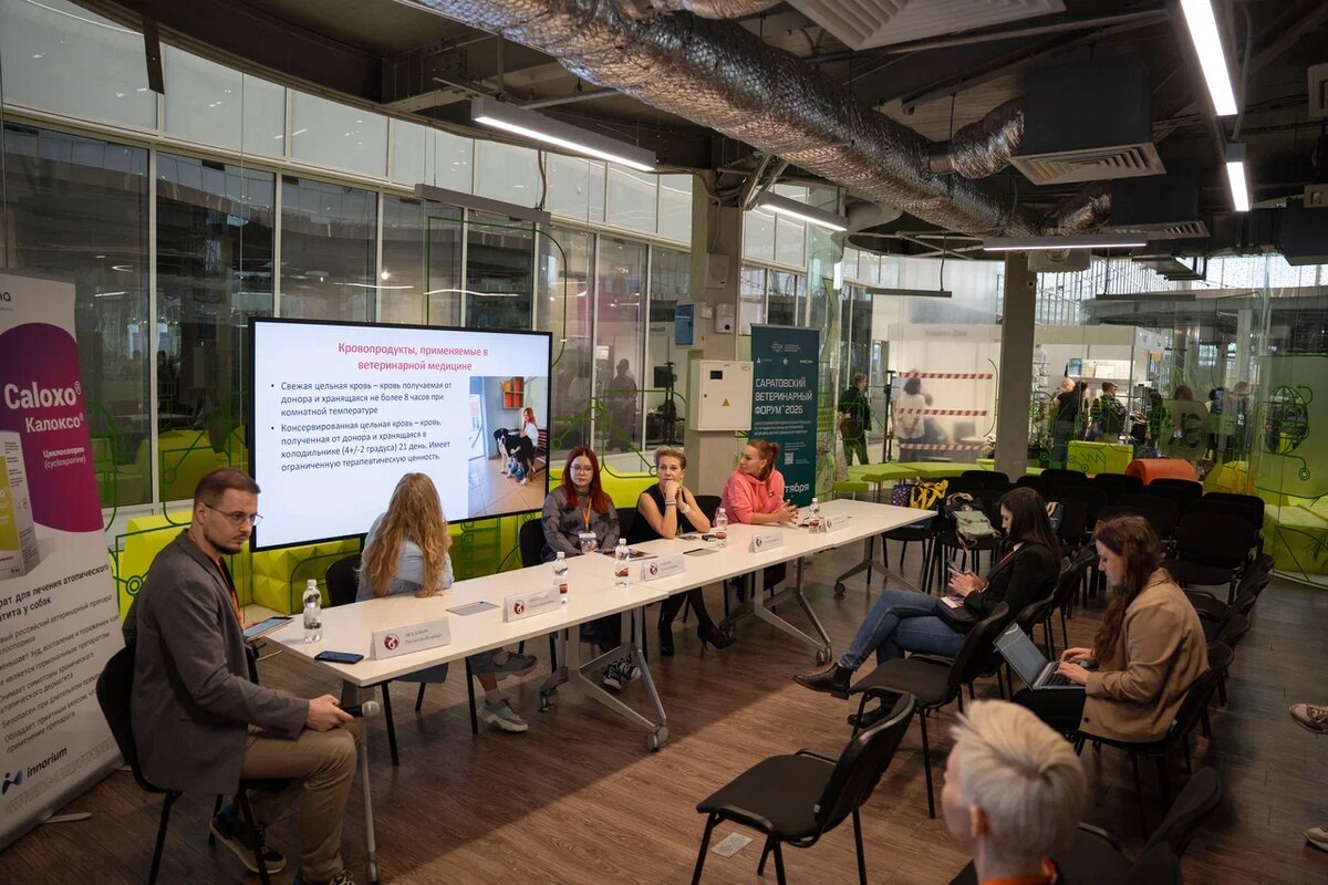 В России остро не хватает донорской крови для кошек и собак. Фото: Александр Плонский / "ВиЖ".