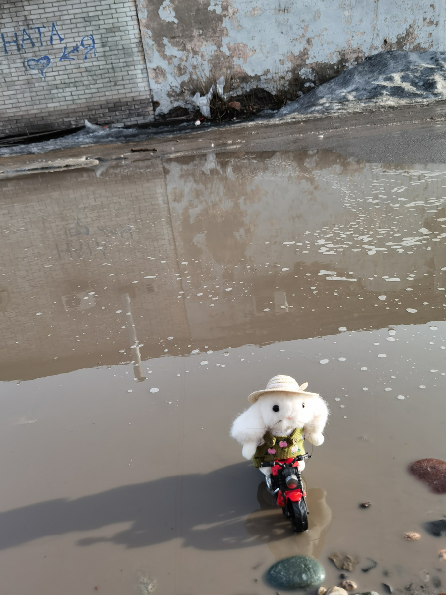 Белый кролик любит гонять по лужам!