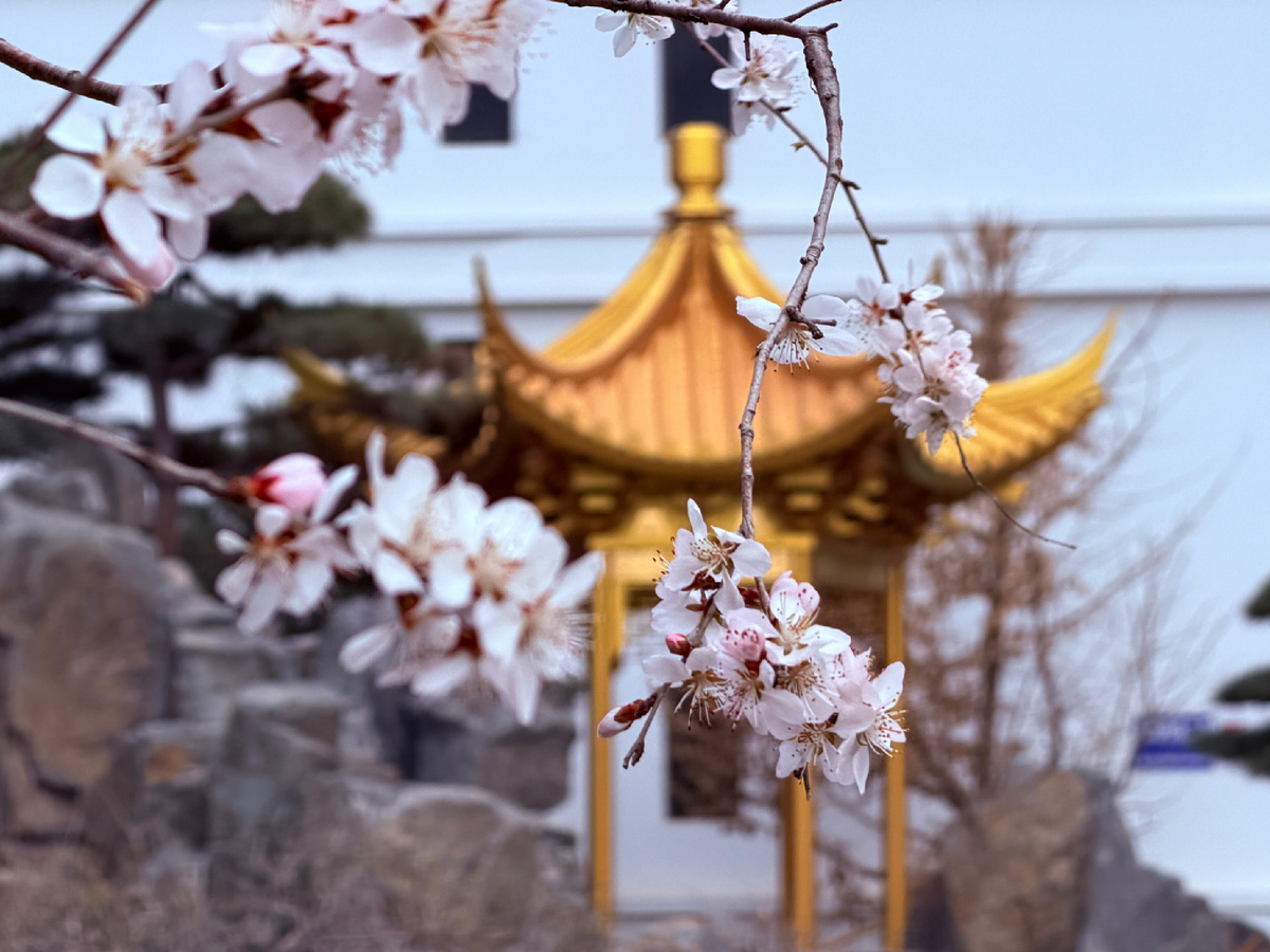 Цветение сливы 