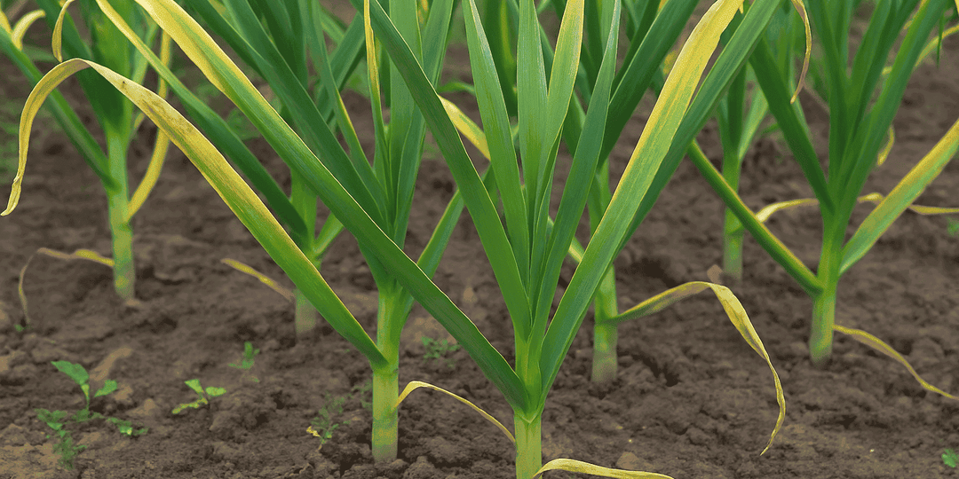 Желтеют кончики озимого чеснока? Значит, нужно подкормить!